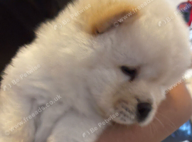 Chow chow baby girl