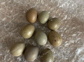 Hatching eggs