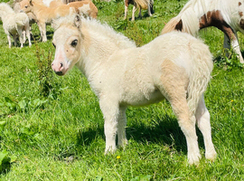 Beautiful SPSBS reg colt foal