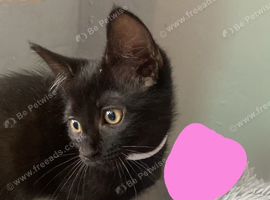 Kittens for sale