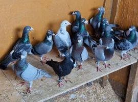 Racing pigeons