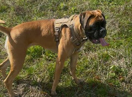 13 month Kc boxer girl