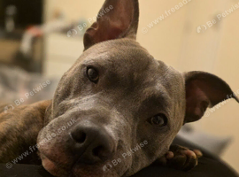 Chase 2 year old gorgeous boy