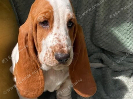 Gorgeous Home Raised Male Basset Hound