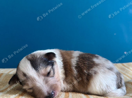 Shetland sheepdog puppies for sale
