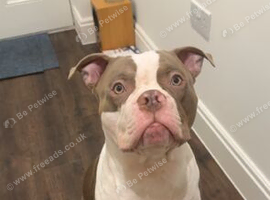 Beautiful 3 year old Staffy mix with Mastiff