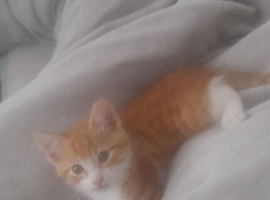 Ginger and white kitten