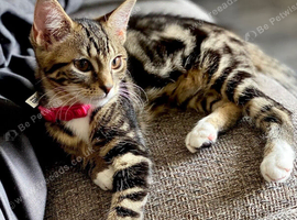 Beautiful tabby kitten female