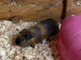 6 month old male guinea pig needs new home