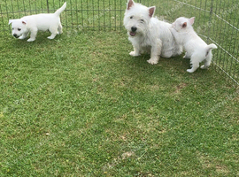 Westhigh land terriers