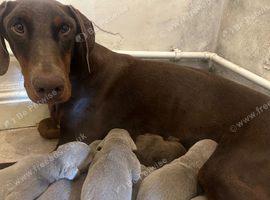 Stunning Isabella KC registered Doberman puppies
