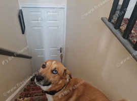 leone free looking for new home