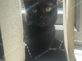 1 year old cat ready for her new home ️