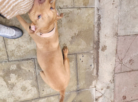 Amstaff