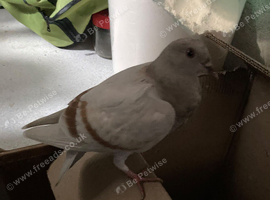 male 1 year old pigeon