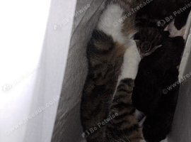 Kittens for sale