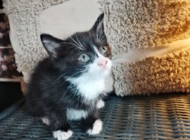 Lovely kitten's
