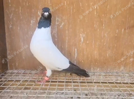 Highflyer Fancy Pigeon