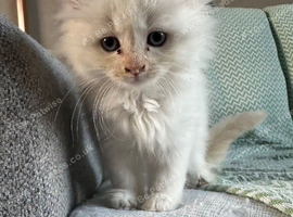 5 ragdoll girls