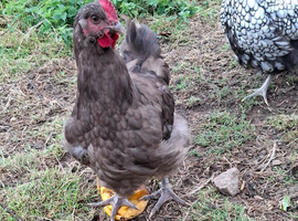 Chocolate Orpington Cockerel