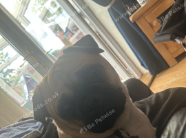 Male pug