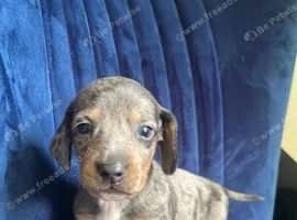 Beautiful Miniature Dachshund Puppies Dapple, Black & Tan and Chocolate 1 Boy, 2 Girls