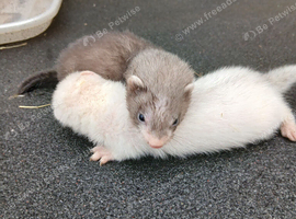 Ferret kits