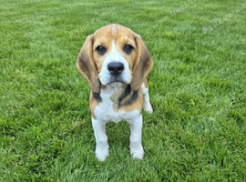 Beagle Puppies Ready for Love!!