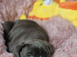 1 puppy girl cane corso