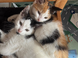 3 Kittens Available