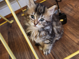 Presenting little miss singleton