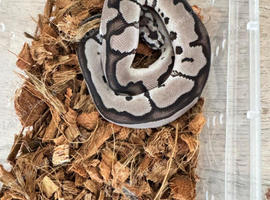 Vpi axanthic clown