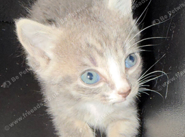 Kittens for sale