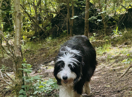 Bearded x Border Collie Puppies. 5 Boys & 2 Girls