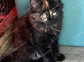 Beautiful Longhaired Female Kitten