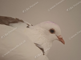 Toghi hybrd cock bird