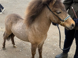 Fabio Very smart 2024 Buckskin International Miniature Pony Gelding - 9.2hh