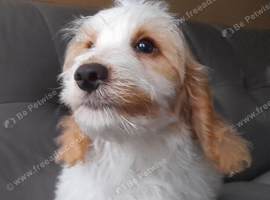 COCK-A-CHON puppies for sale