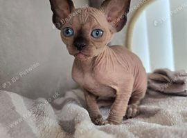 TICA & HEALTH TESTED SPHYNX KITTENS