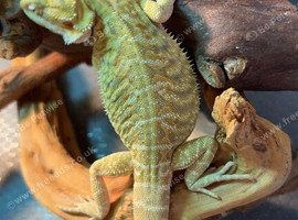 Bearded dragon baby's