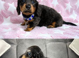 Absolutely stunning mini Daxi pups