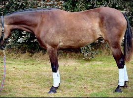 Chocolate Dun 14hh Mare & Foal
