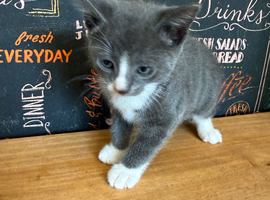 Kittens needing loving homes
