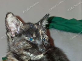 Maincoon X last little girl