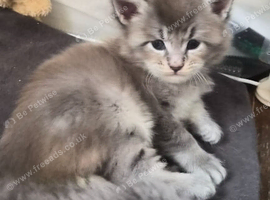 Maine coon pedigree kittens