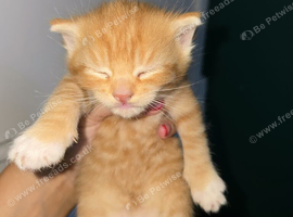 Male ginger kittens ready 19th Aug