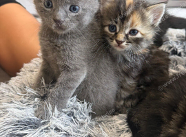 Maine coon x domestic kittens