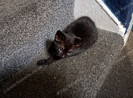 Kitten
