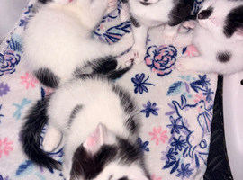 Kittens
