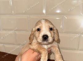 Beautiful cocker spaniel puppies for sale️